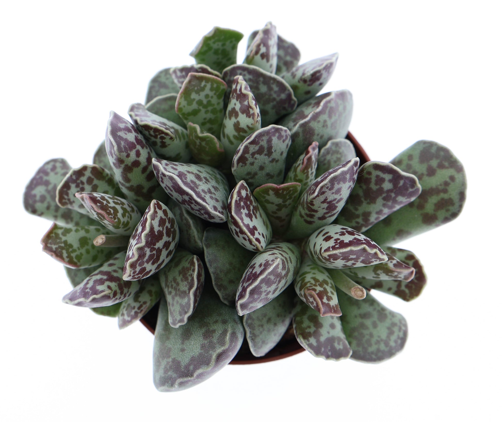Adromischus cooperii 10cm 8.5cm Pot