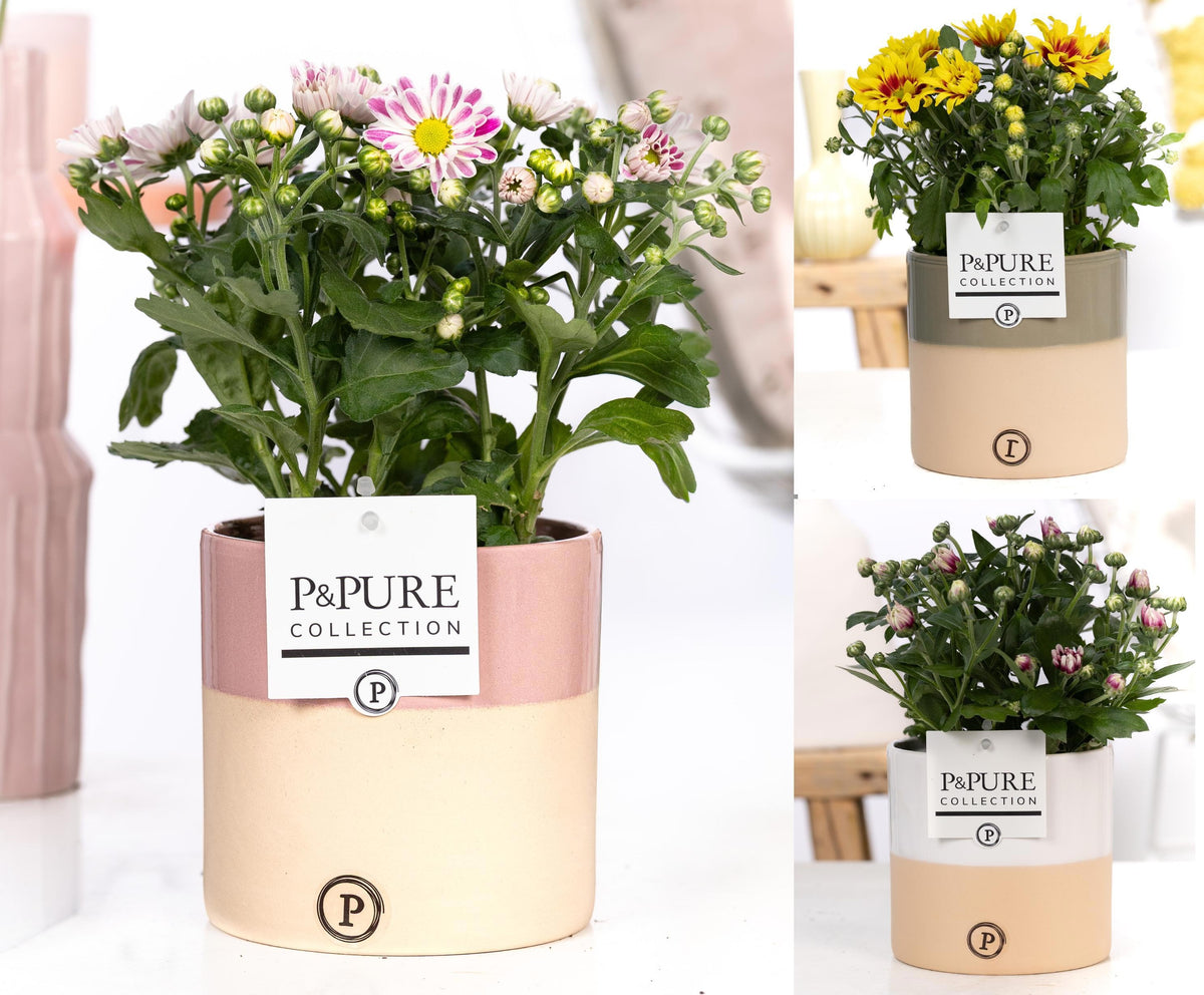 Chrysanthemum bicolour mix 25cm 12cm Pot