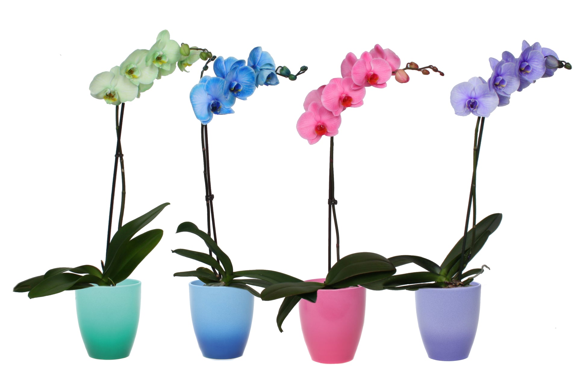 Phalaenopsis mix painted 55cm 12cm Pot