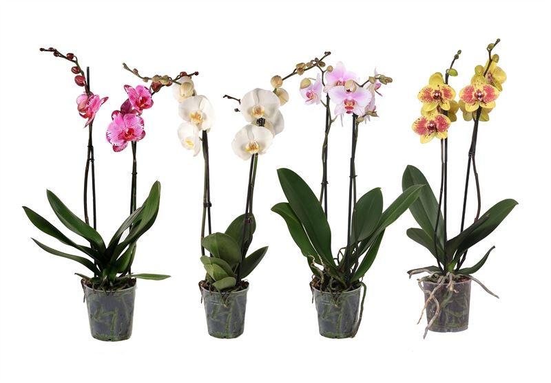 Phalaenopsis mix 45cm 12cm Pot