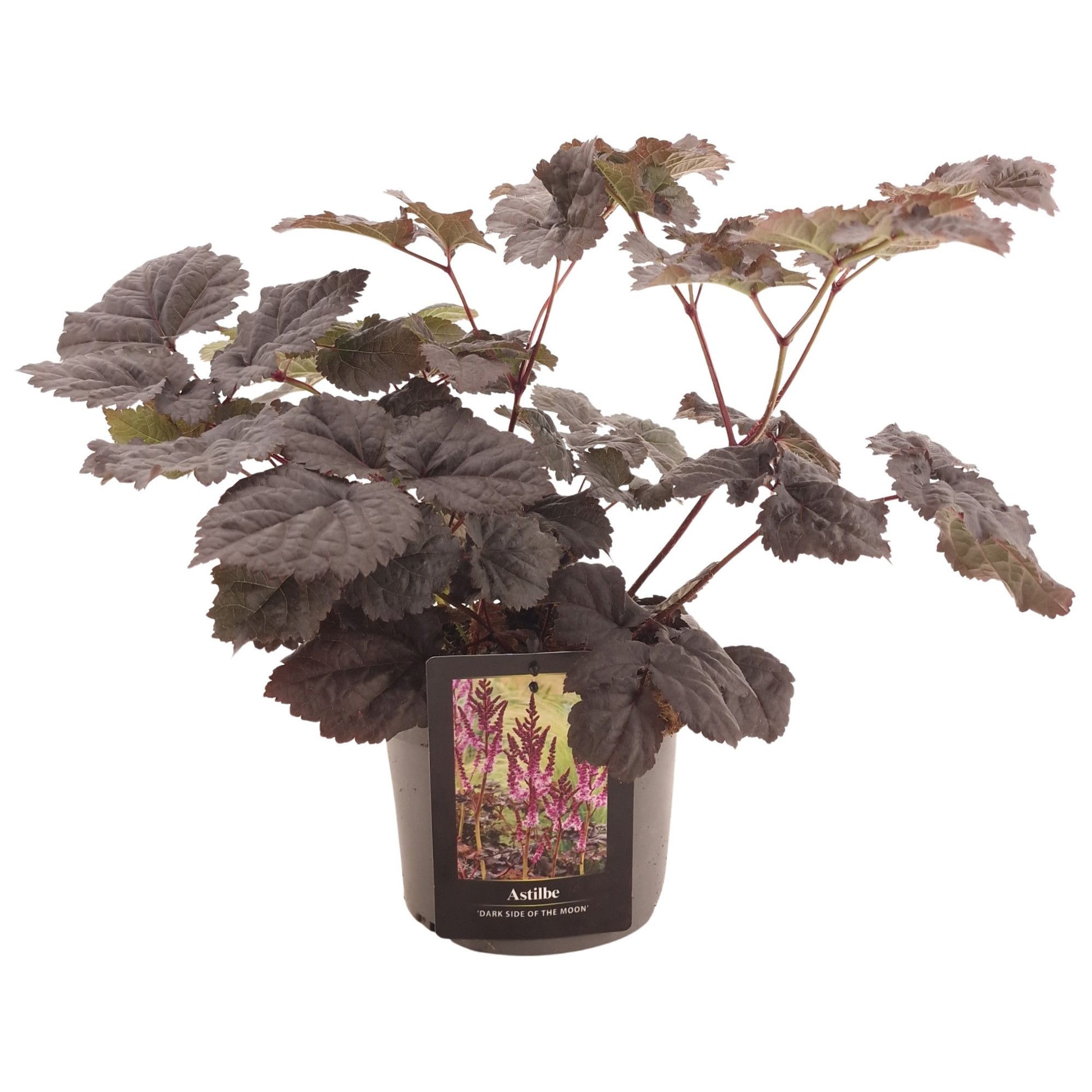 Astilbe Hybrid 50cm 17cm Pot