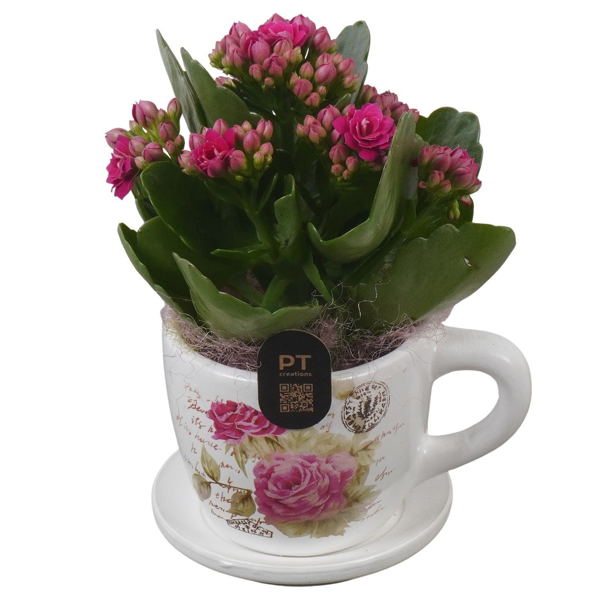 Indoor arrangement 16cm 8cm Pot