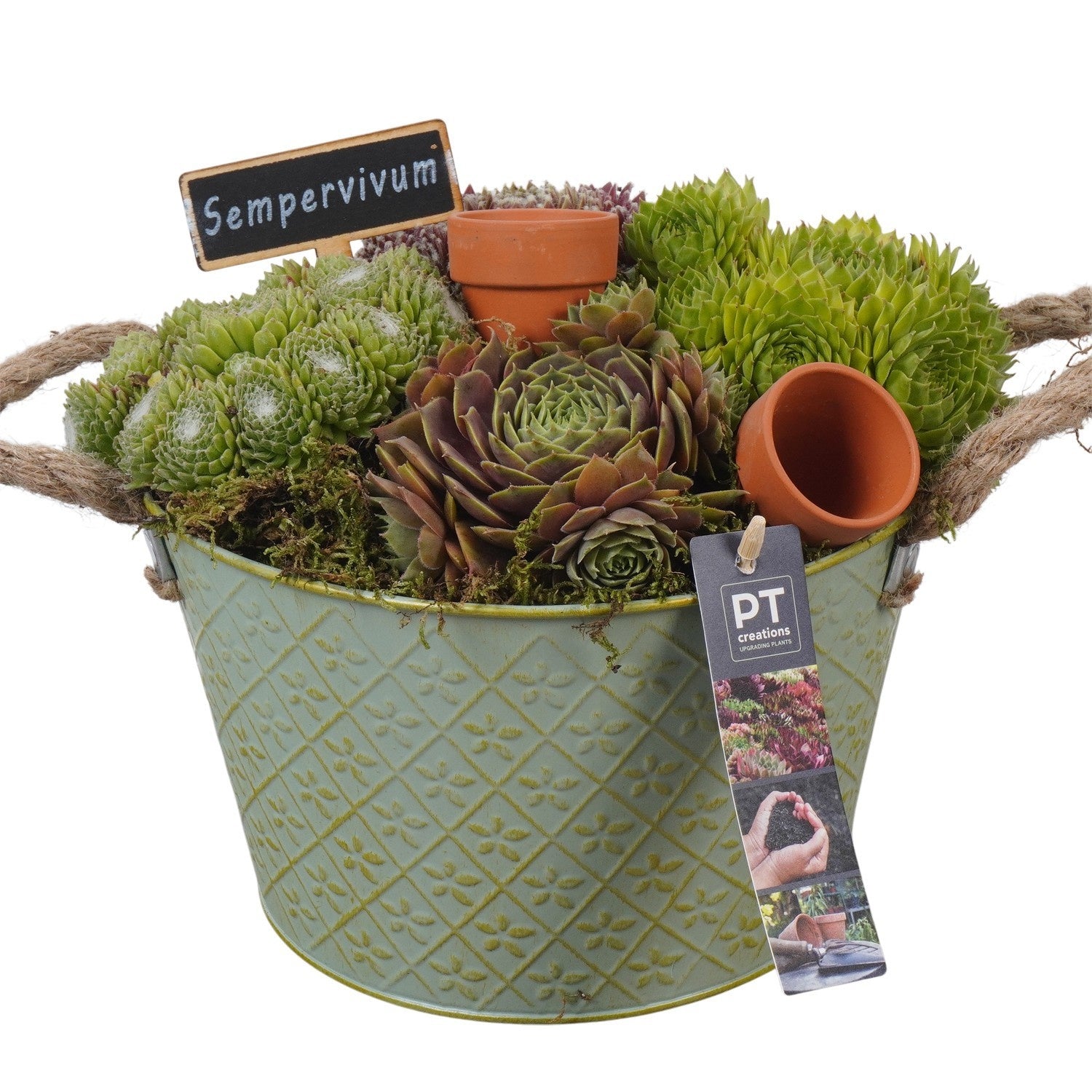 arr. Sempervivum 21cm 22cm Pot