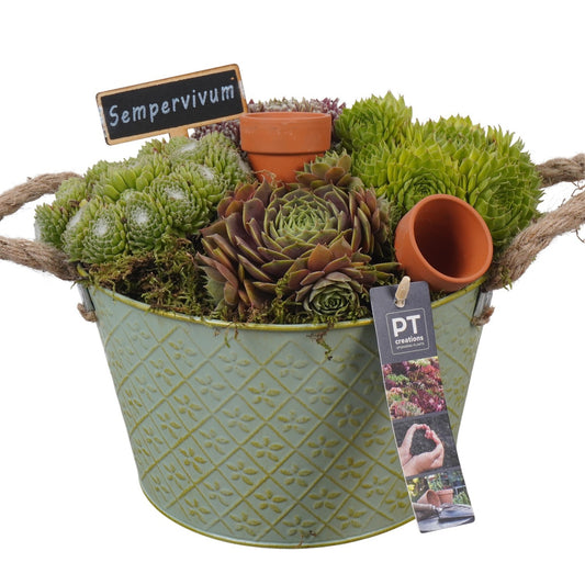 arr. Sempervivum 21cm 22cm Pot