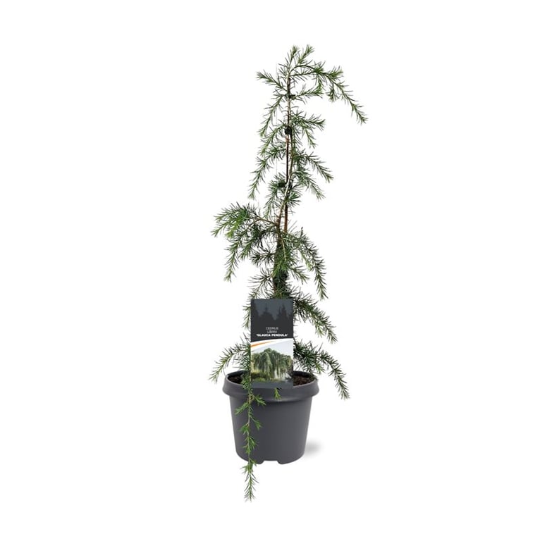 Cedrus atl. Glauca Pendula 75cm 23cm Pot