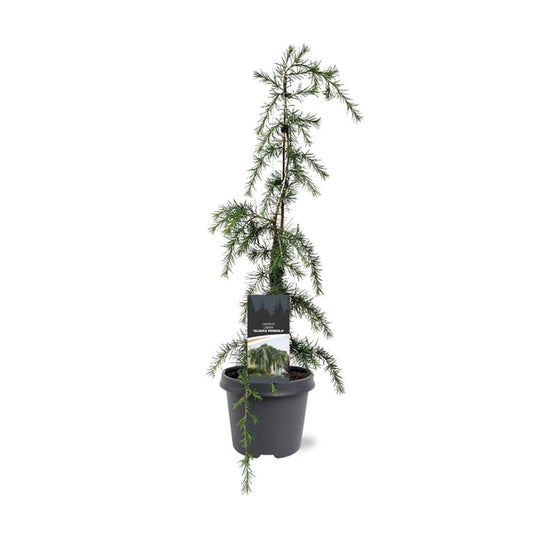 Cedrus atl. Glauca Pendula 75cm 23cm Pot