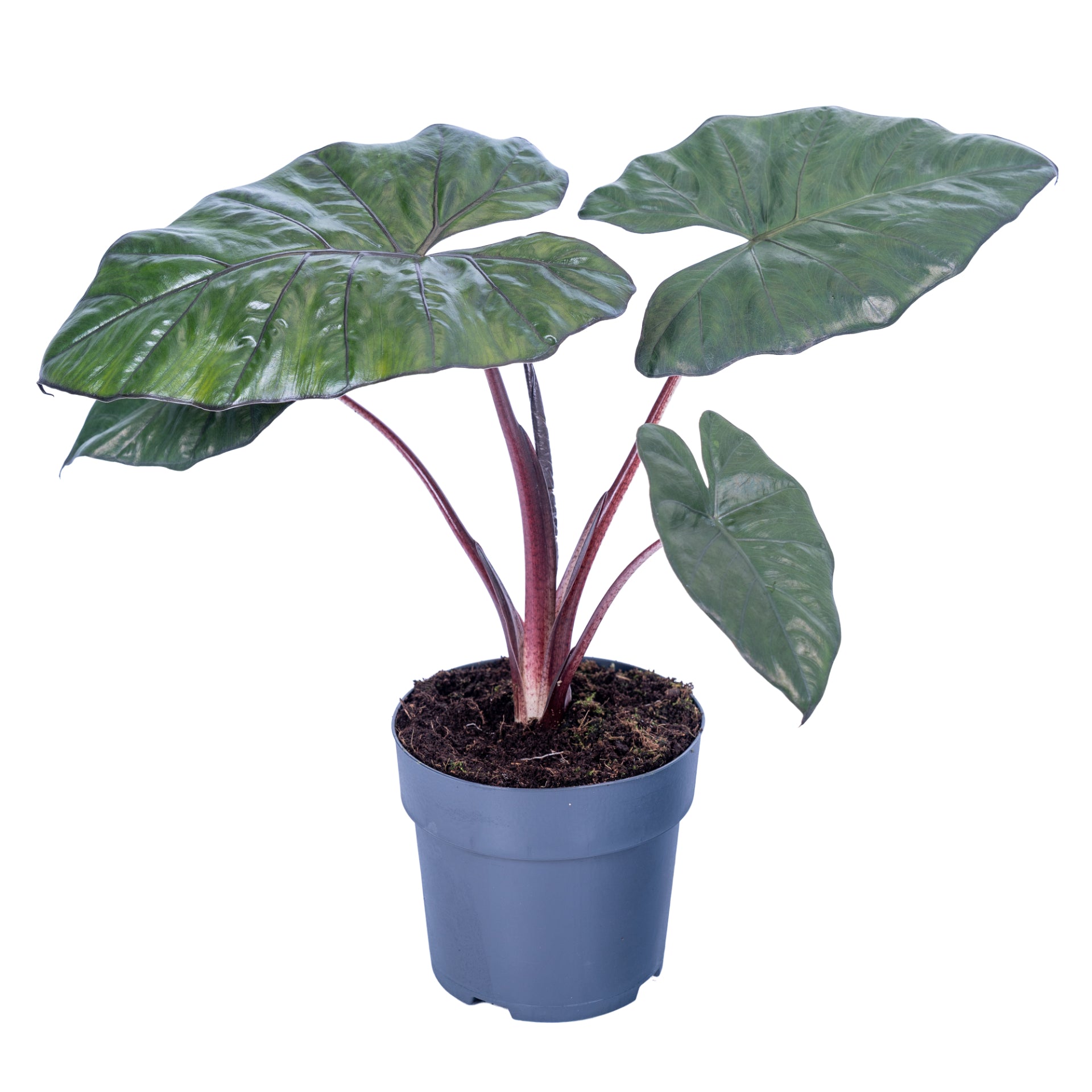Alocasia Yucatan Princess 65cm 17cm Pot