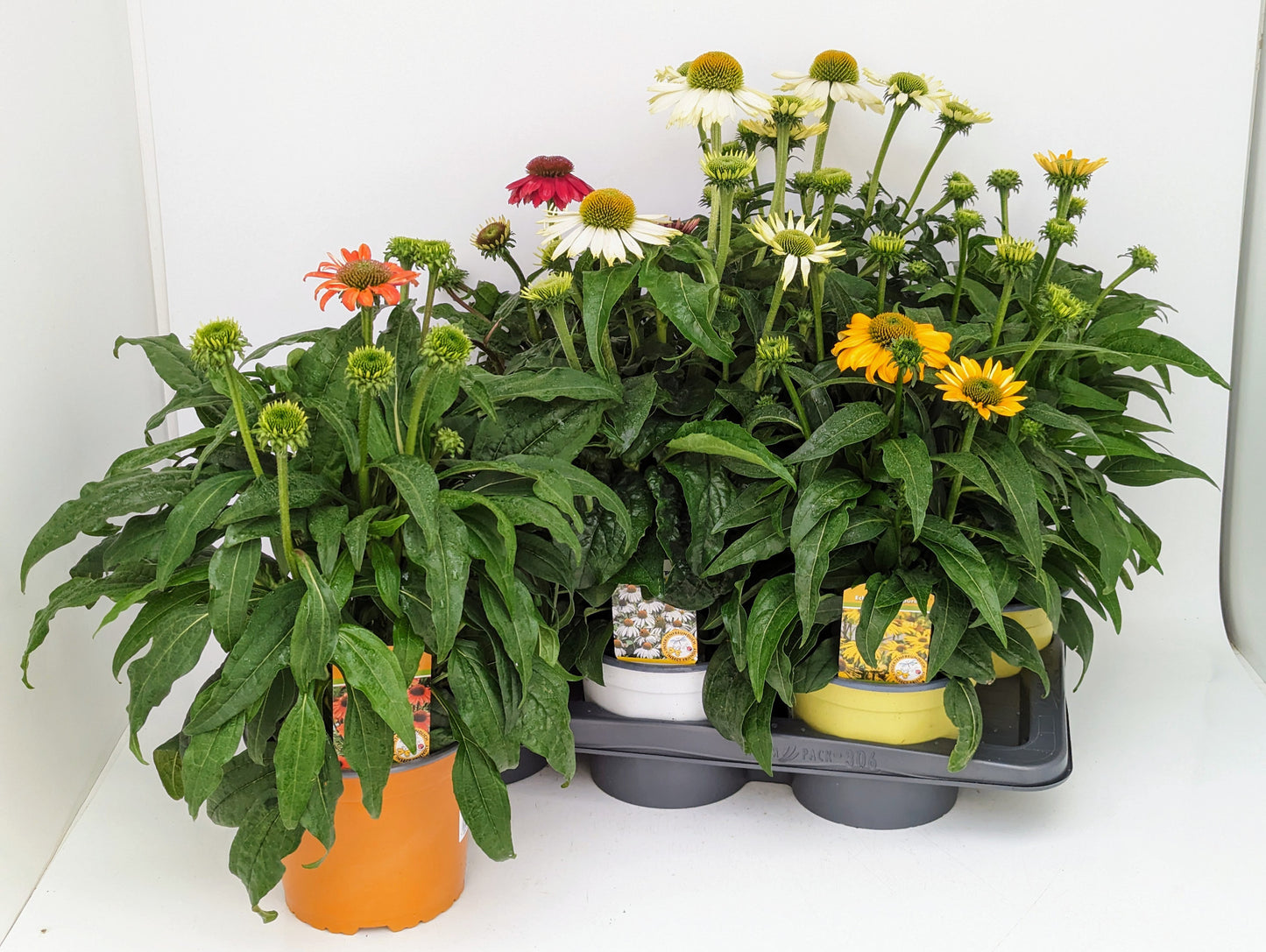 Echinacea Sunseekers mix 45cm 17cm Pot