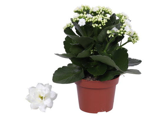 Kalanchoe Rosalina Don Dione 27cm 12cm Pot