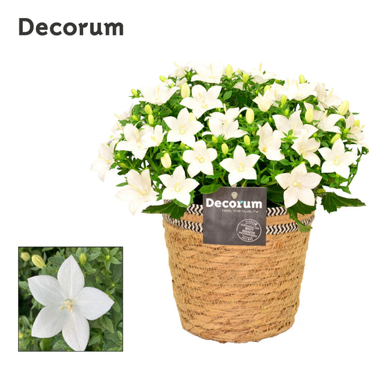 Campanula Atlanta White 22cm 15cm Pot