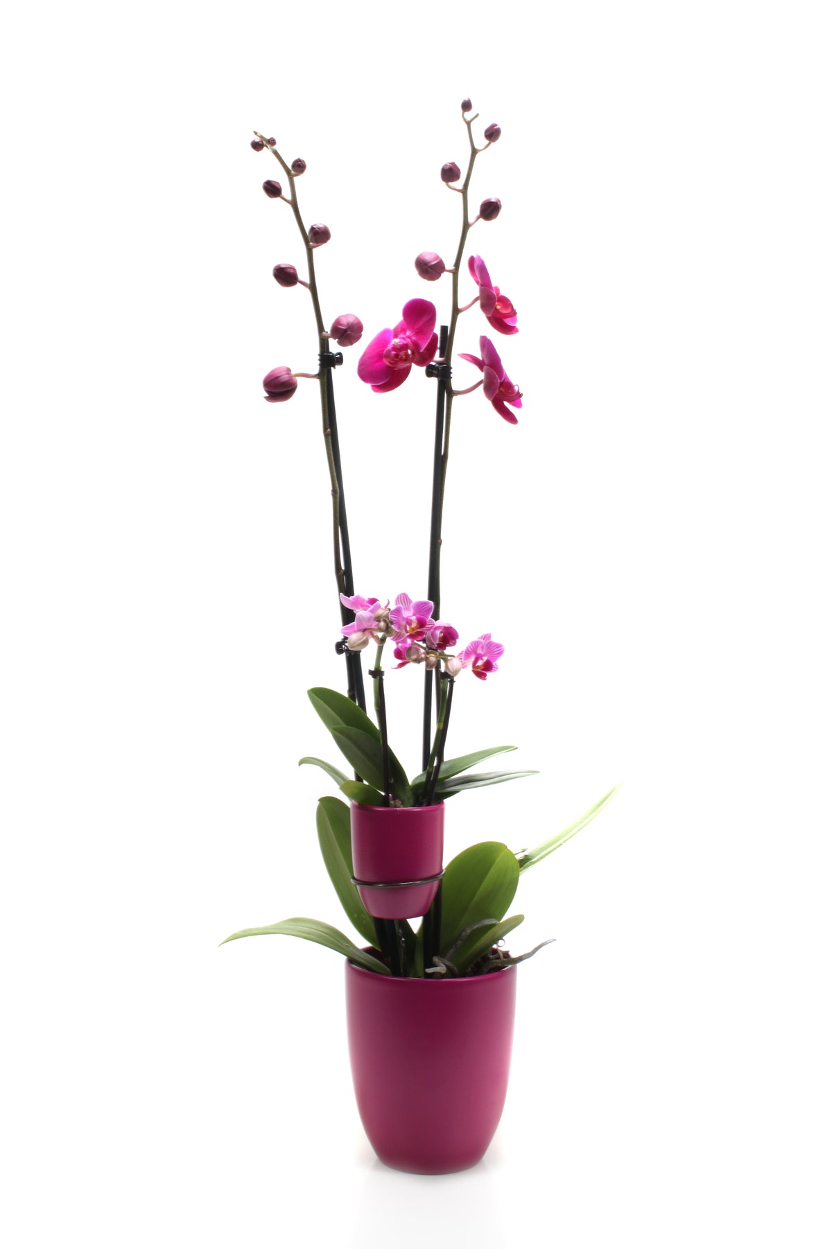 Phalaenopsis purple 60cm 12cm Pot