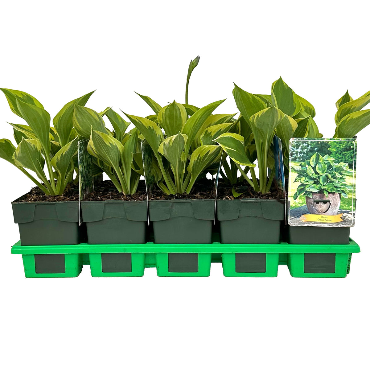 Hosta mix 25cm 11cm Pot
