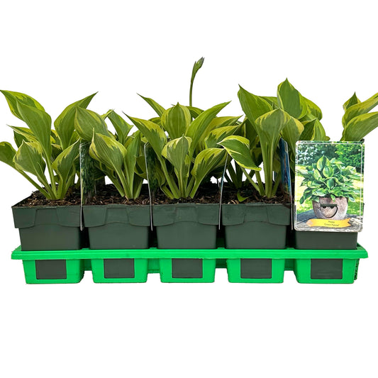 Hosta mix 25cm 11cm Pot