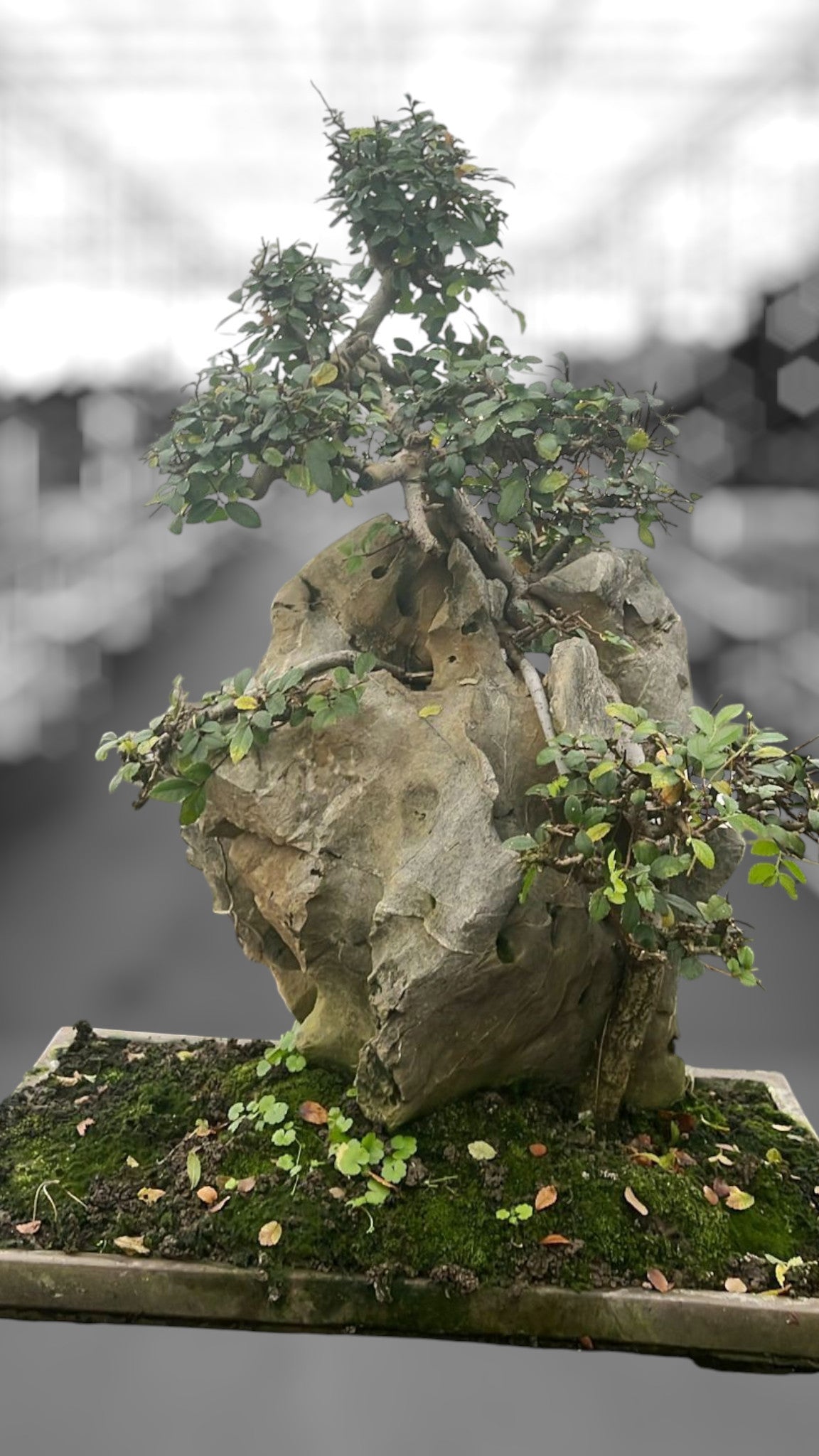 Zelkova sp. Bonsai 70cm 49cm Pot