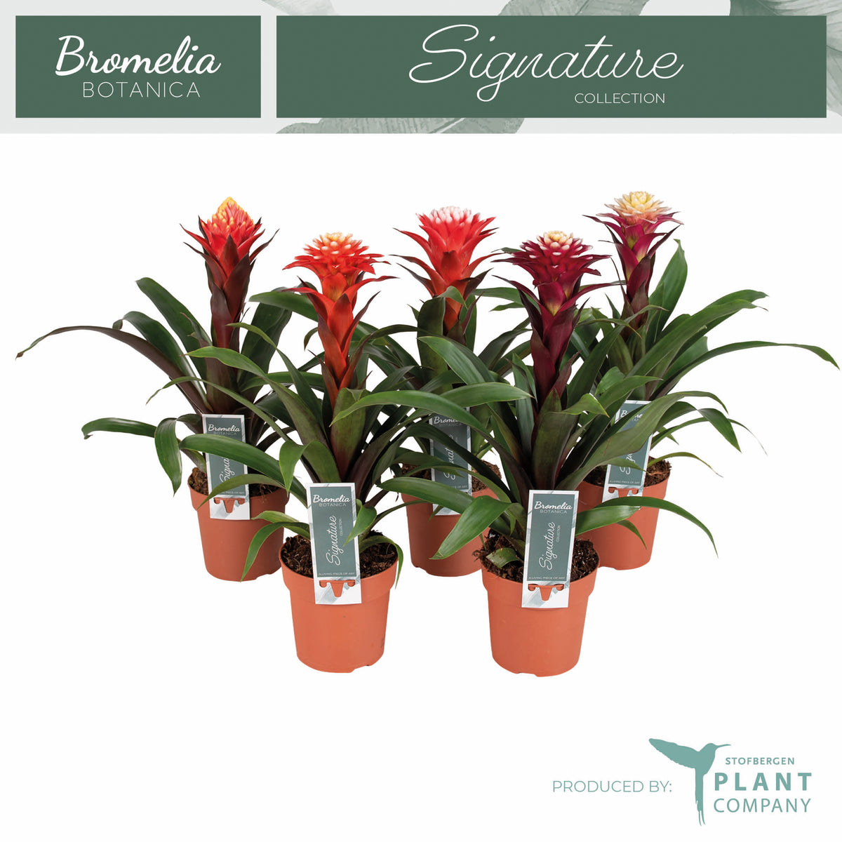 Guzmania mix 40cm 12cm Pot