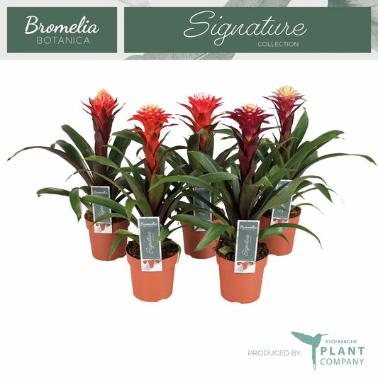 Guzmania mix 40cm 12cm Pot