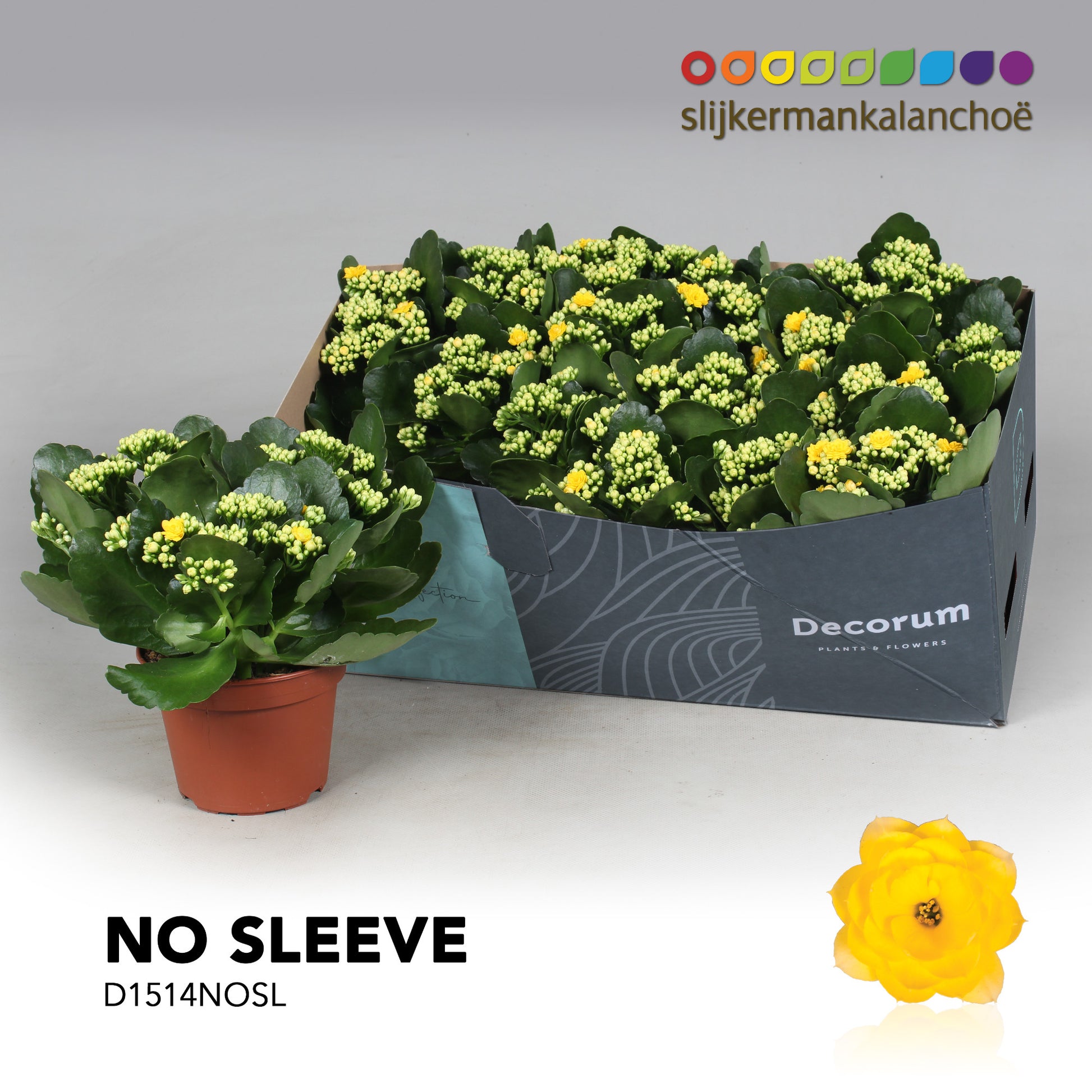SlijkermanKalanchoe Kalanchoe Sfinx Yellow Pack of 6