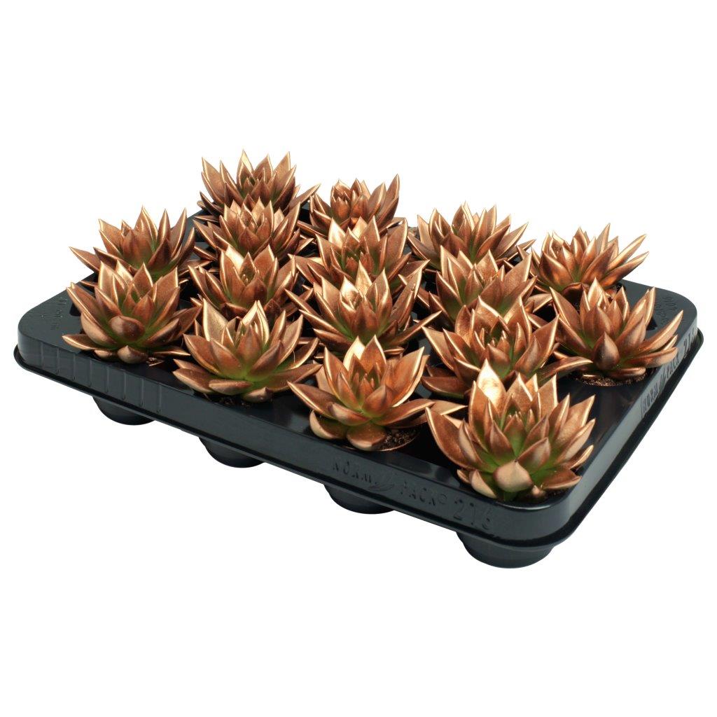 Echeveria Brown Rose 8cm 6cm Pot