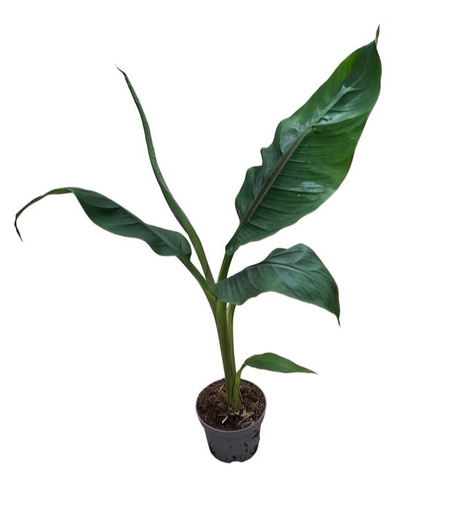 Musa basjoo (Banana) 40cm 510cm Pot