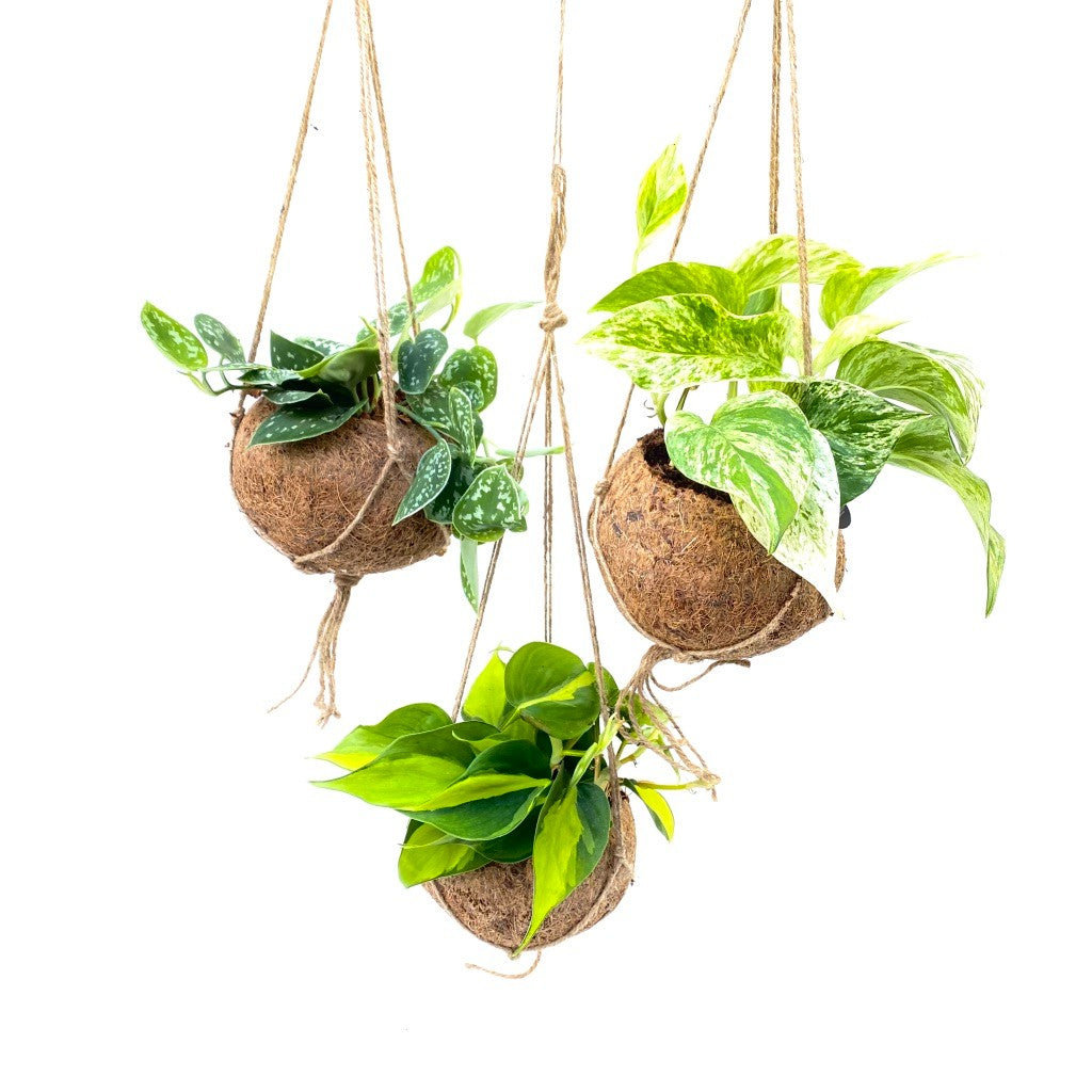 Kokodama Scindapsus mix 20cm 15cm Pot
