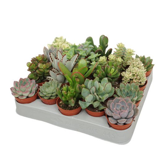 Succulent mix 8cm 5.5cm Pot