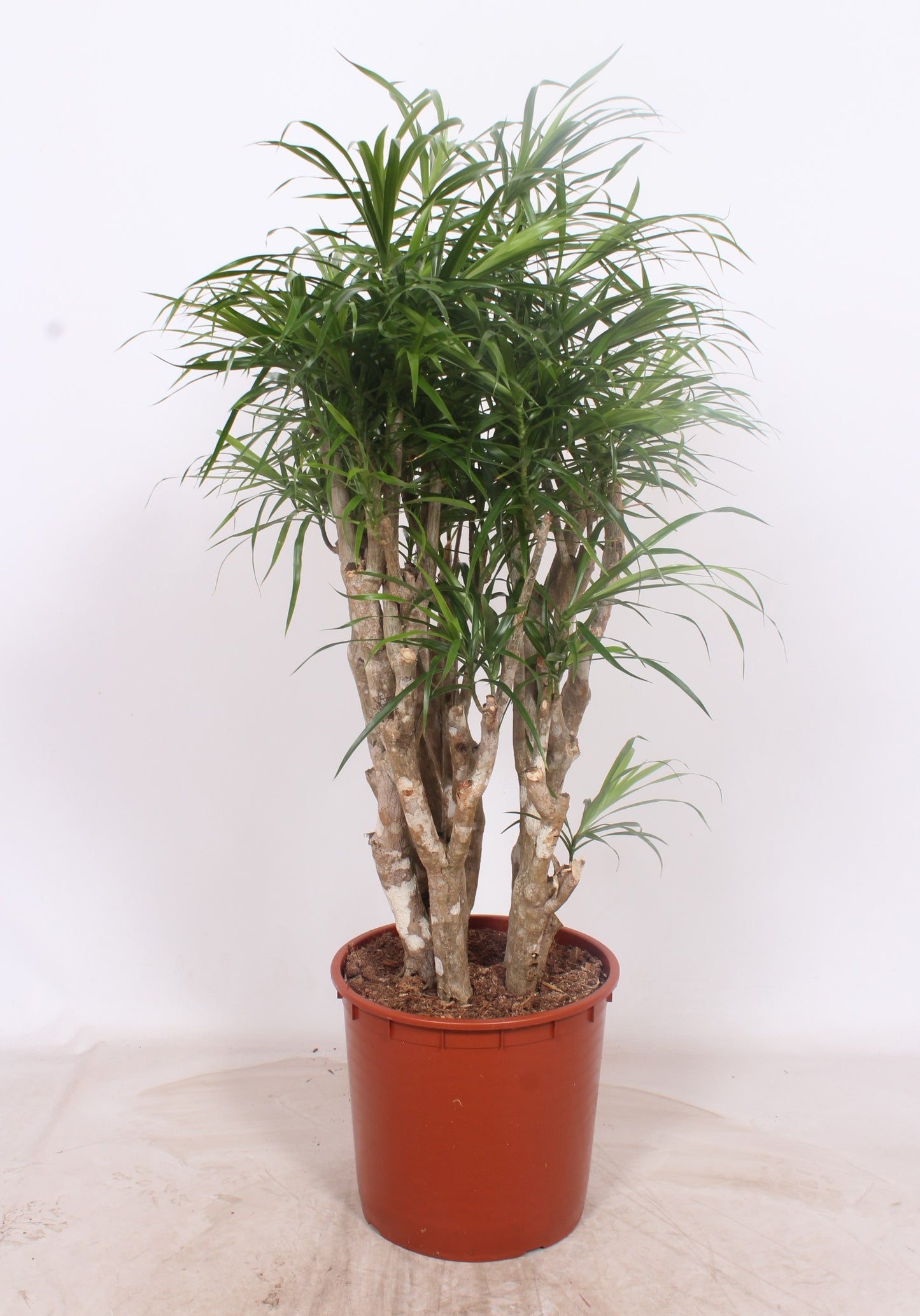 Dracaena ref. Anita 140cm 34cm Pot