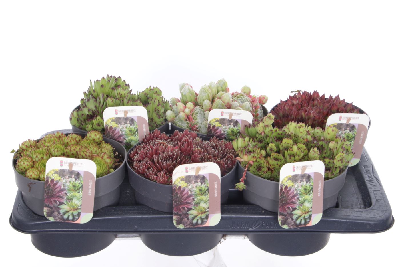 Sempervivum mix 15cm 17cm Pot