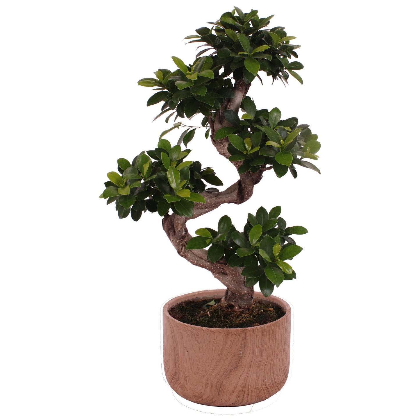 Ficus Ginseng 70cm 24cm Pot