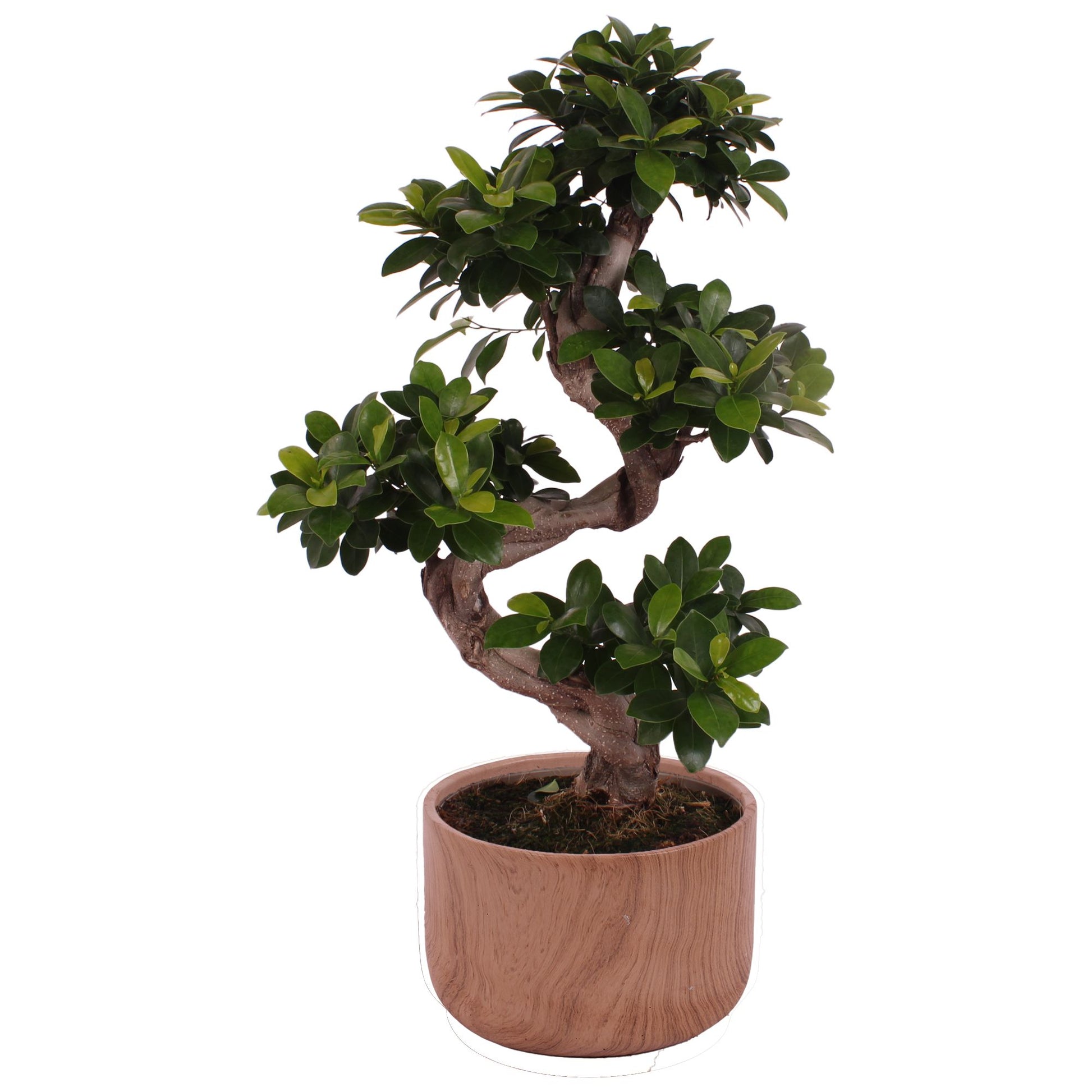 Ficus Ginseng 70cm 24cm Pot