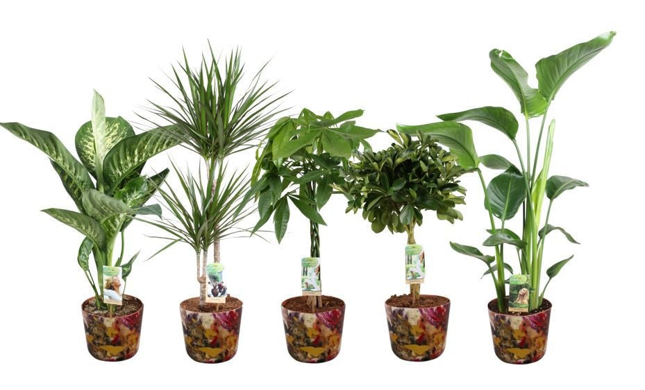 Foliage houseplants mix 90cm 21cm Pot