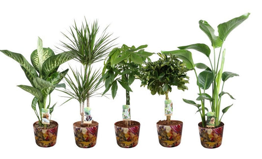 Foliage houseplants mix 90cm 21cm Pot