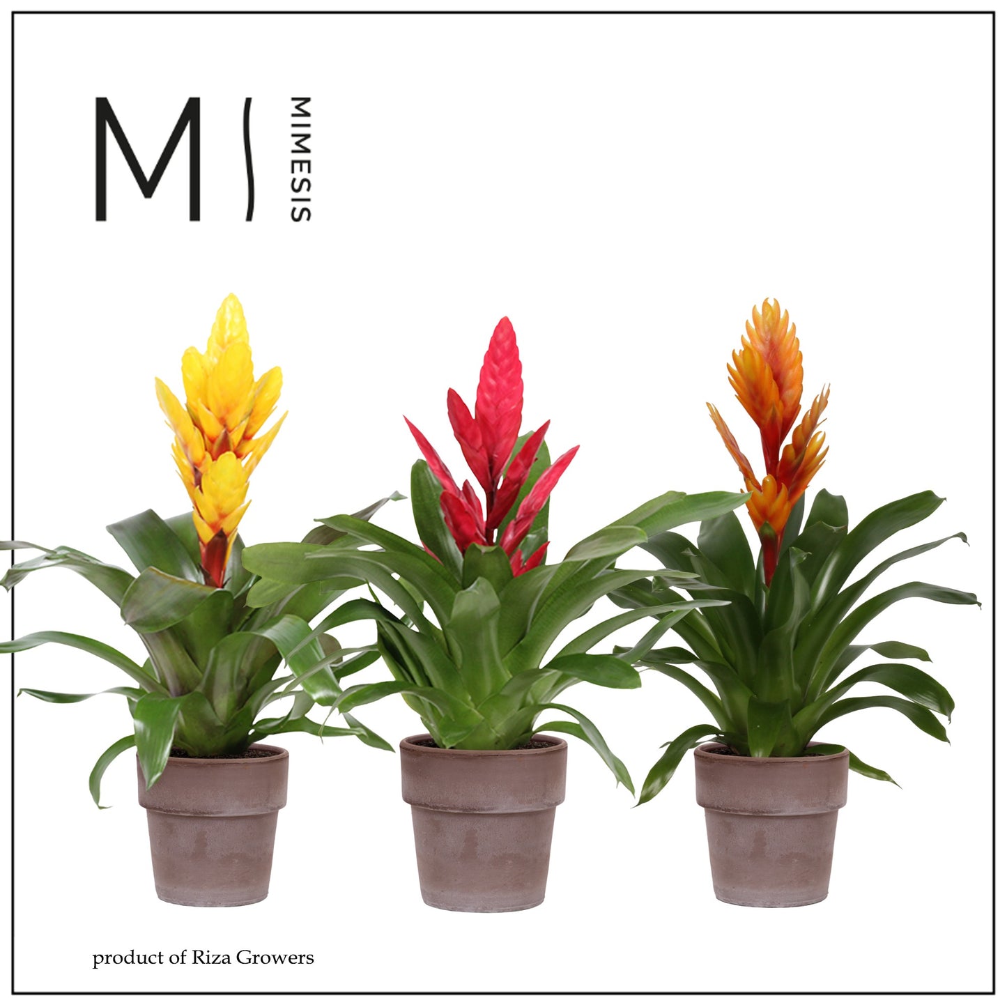 Riza Bromelia Specialist Vriesea mix (+ drp.Toscana) Pack of 6