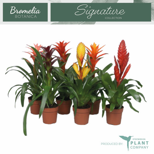 Bromelia mix 50cm 12cm Pot