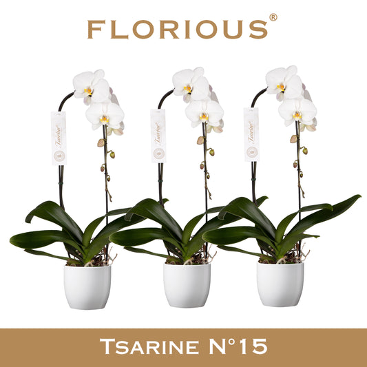 Phalaenopsis white 80cm 15cm Pot