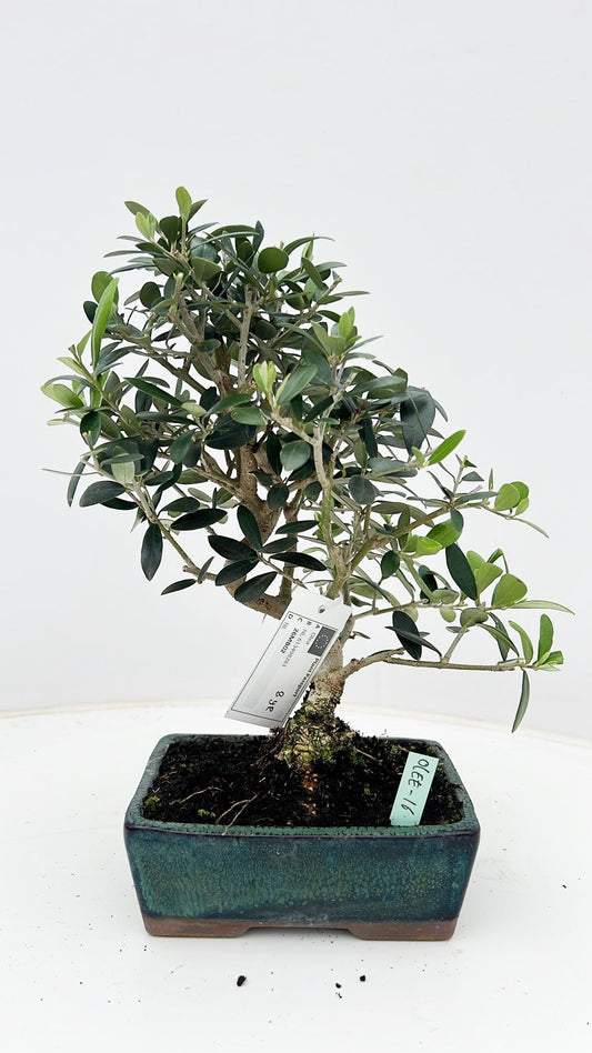 Olea europaea 35cm 16cm Pot