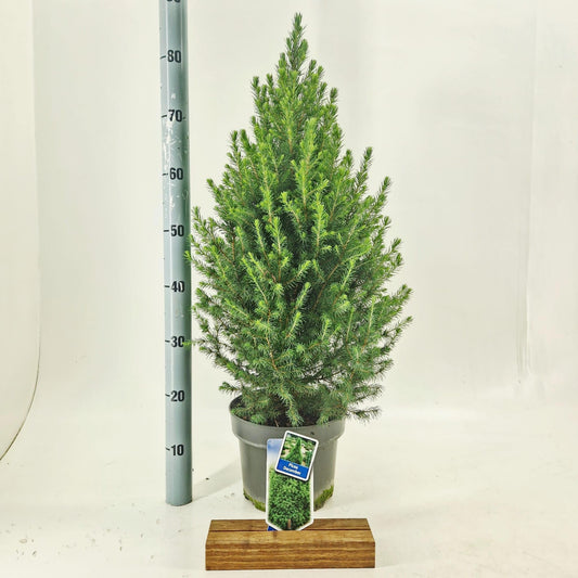 Picea glauca Conica 75cm 23cm Pot