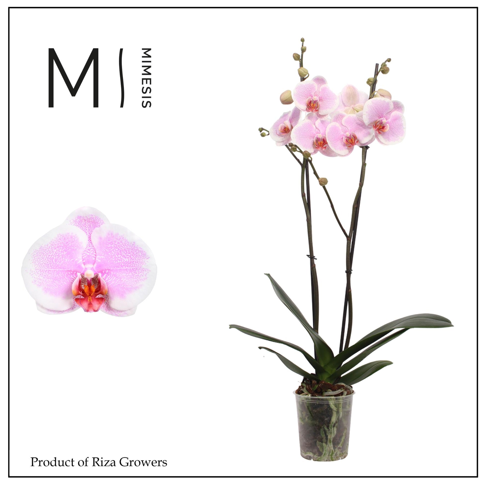 Phalaenopsis Romance 80cm 12cm Pot