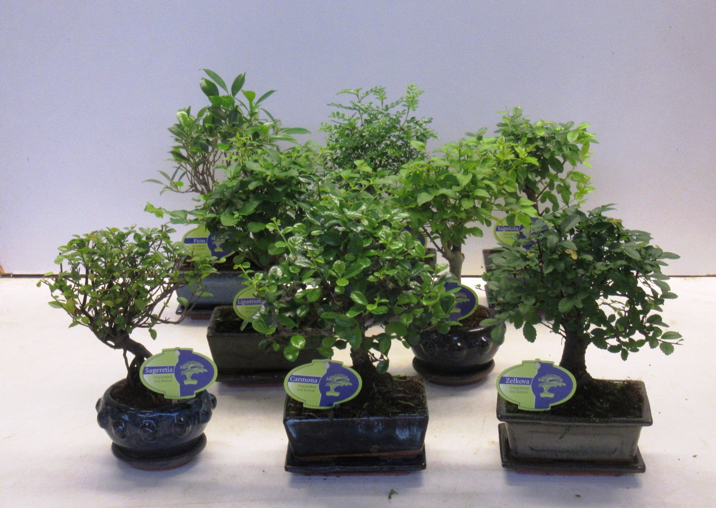 Bonsai mix 25cm 14cm Pot