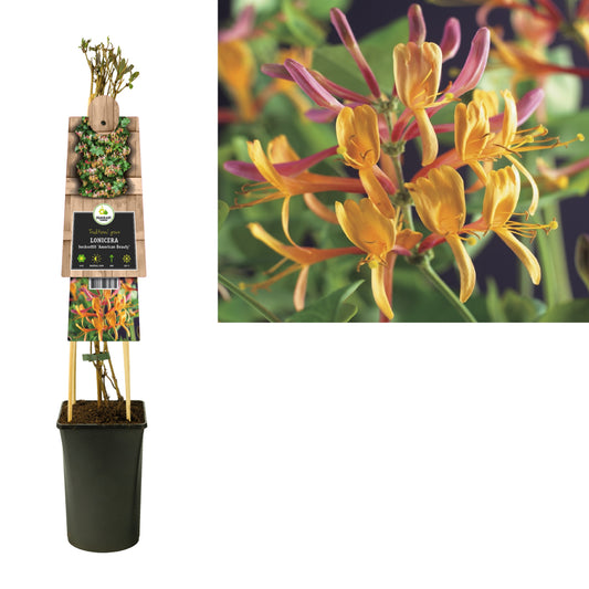 Lonicera American Beauty 75cm 17cm Pot