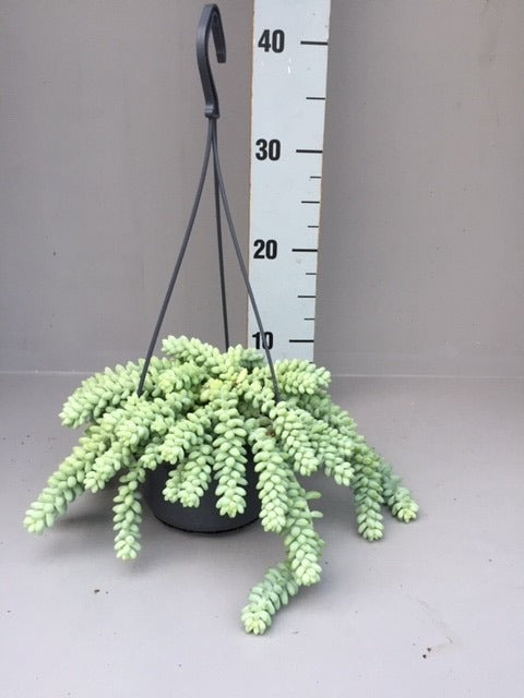 Sedum Burrito 40cm 14cm Pot