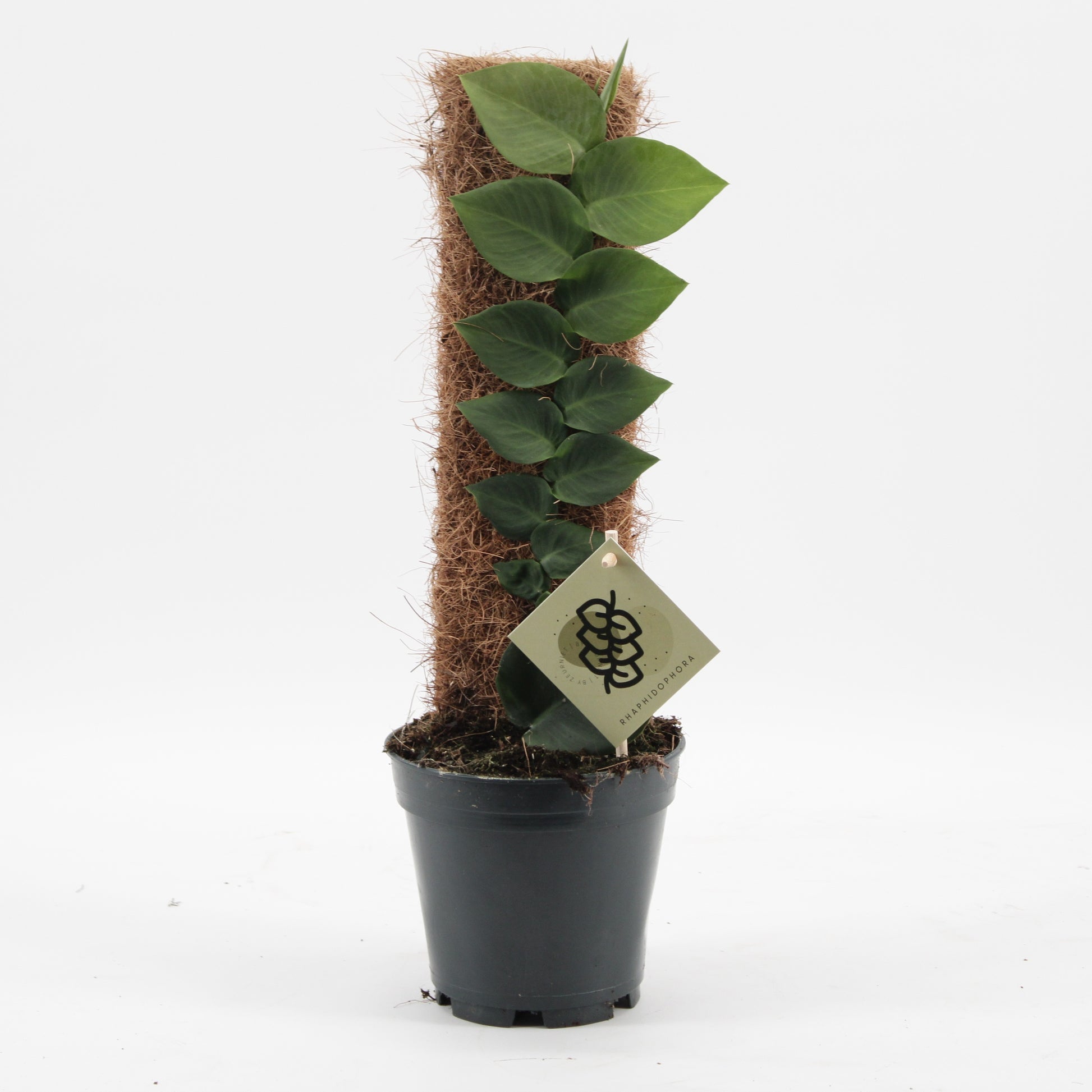Rhaphidophora hayi 50cm 14cm Pot
