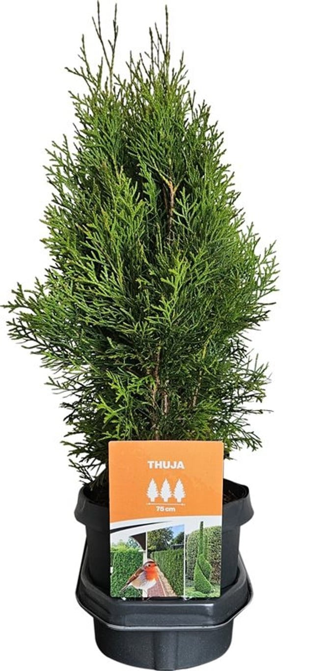 Thuja occidentalis Smaragd 65cm 19cm Pot
