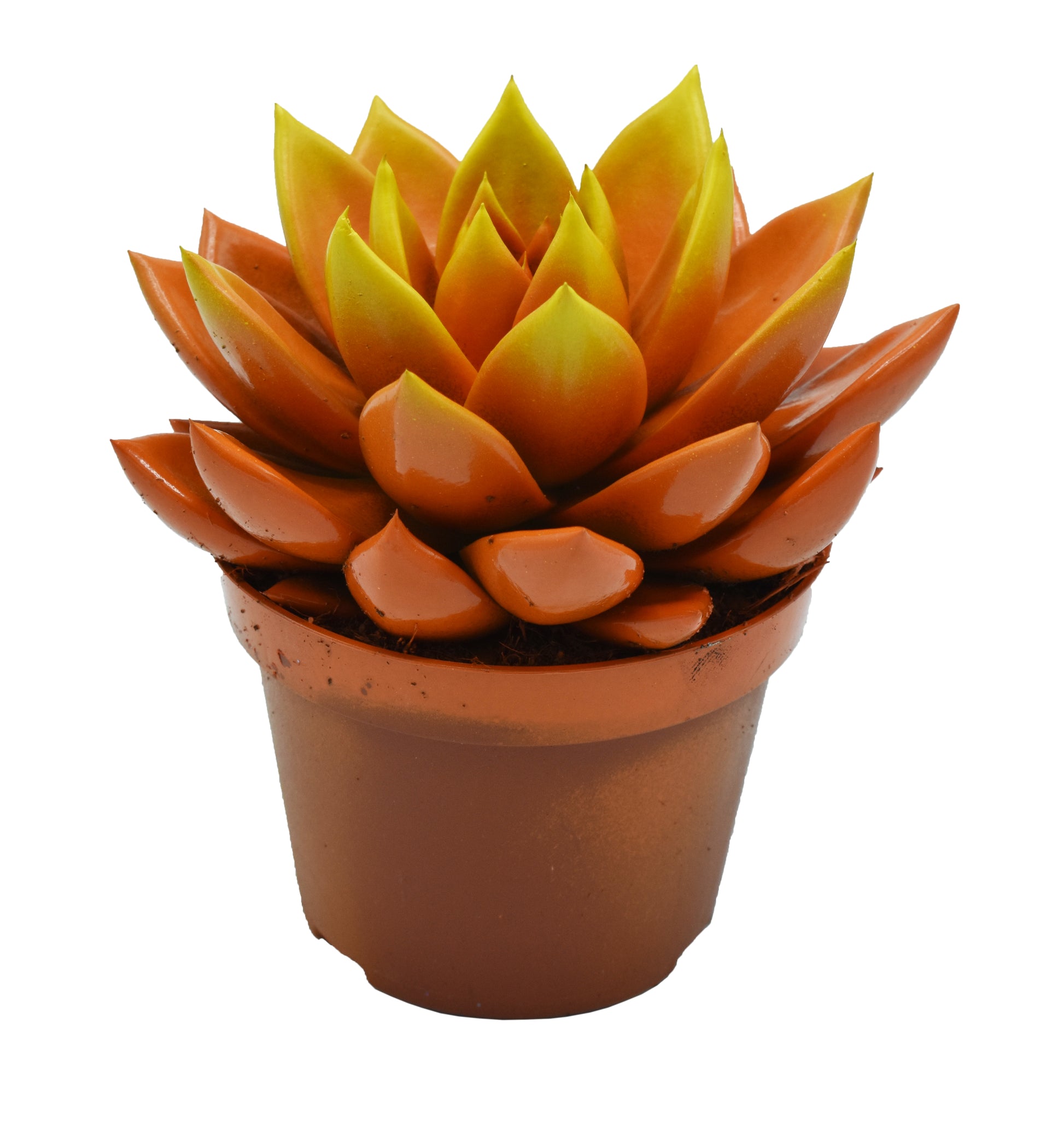 Echeveria oranje gespoten 13cm 10.5cm Pot