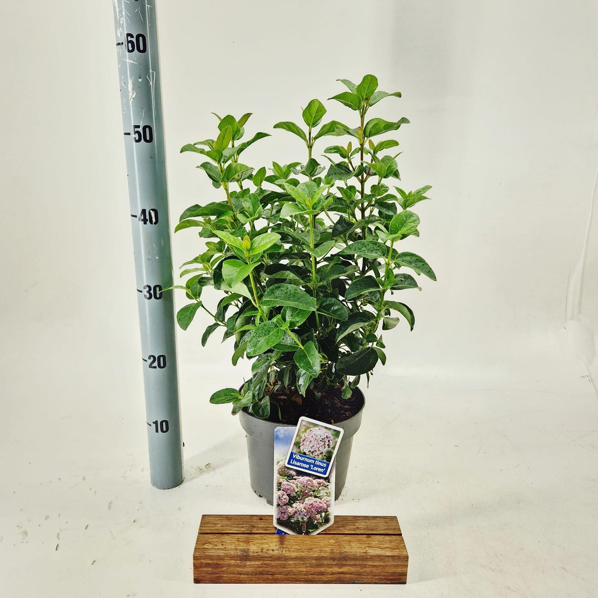 Viburnum tinus 45cm 19cm Pot