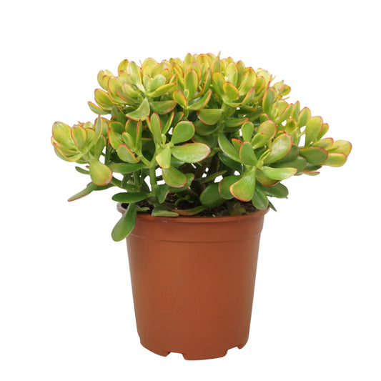 Crassula Sunset 50cm 27cm Pot
