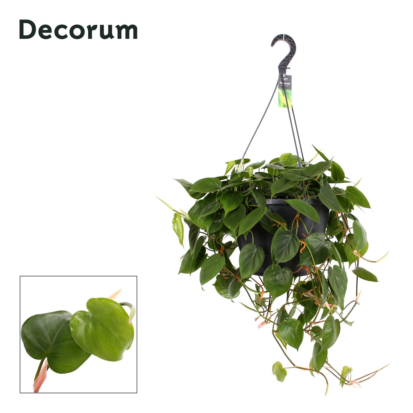 Philodendron scandens 60cm 37cm Pot