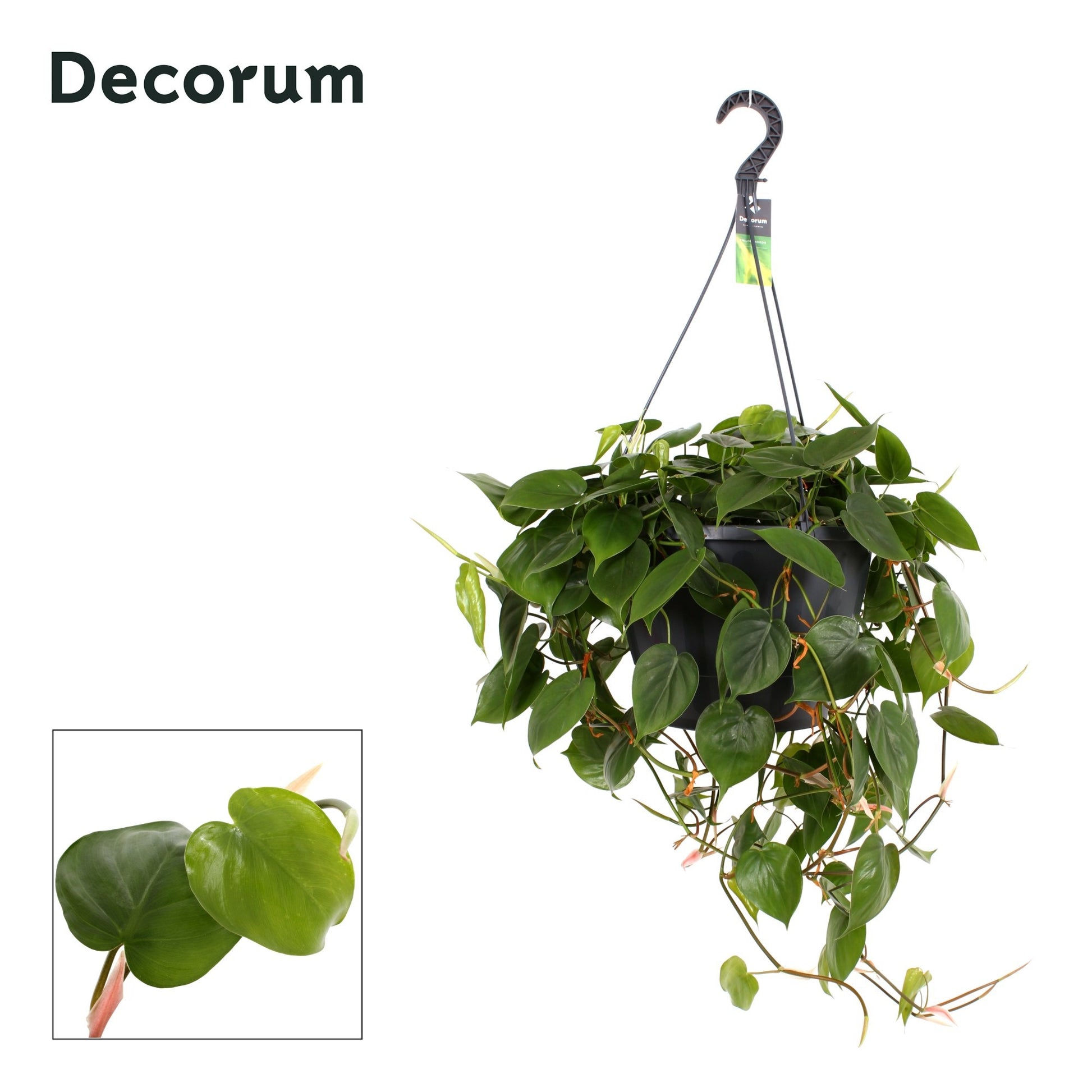 Philodendron scandens 60cm 37cm Pot
