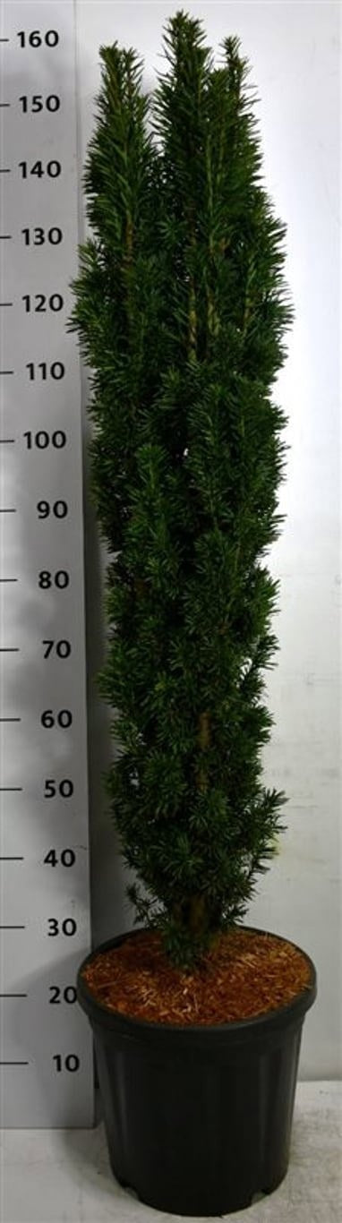 Taxus Fastigiata Robusta 135cm 38cm Pot
