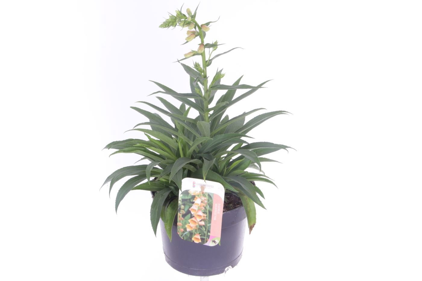 Digitalis purpurea 40cm 17cm Pot