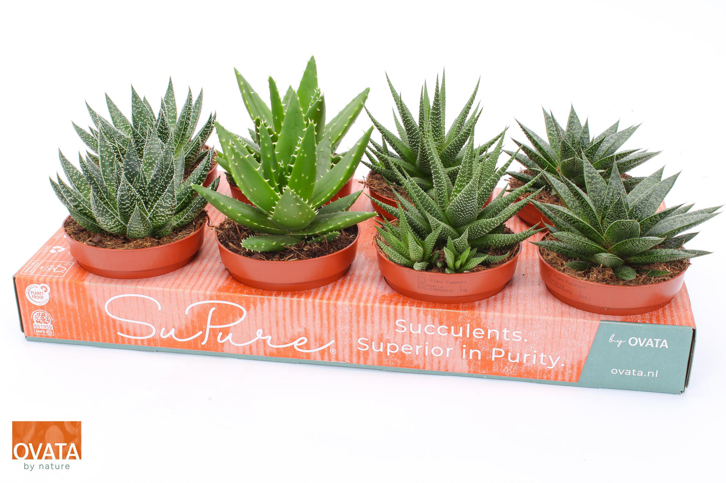 Succulent mix 13cm 12cm Pot